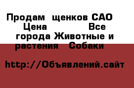 Продам ,щенков САО. › Цена ­ 30 000 - Все города Животные и растения » Собаки   